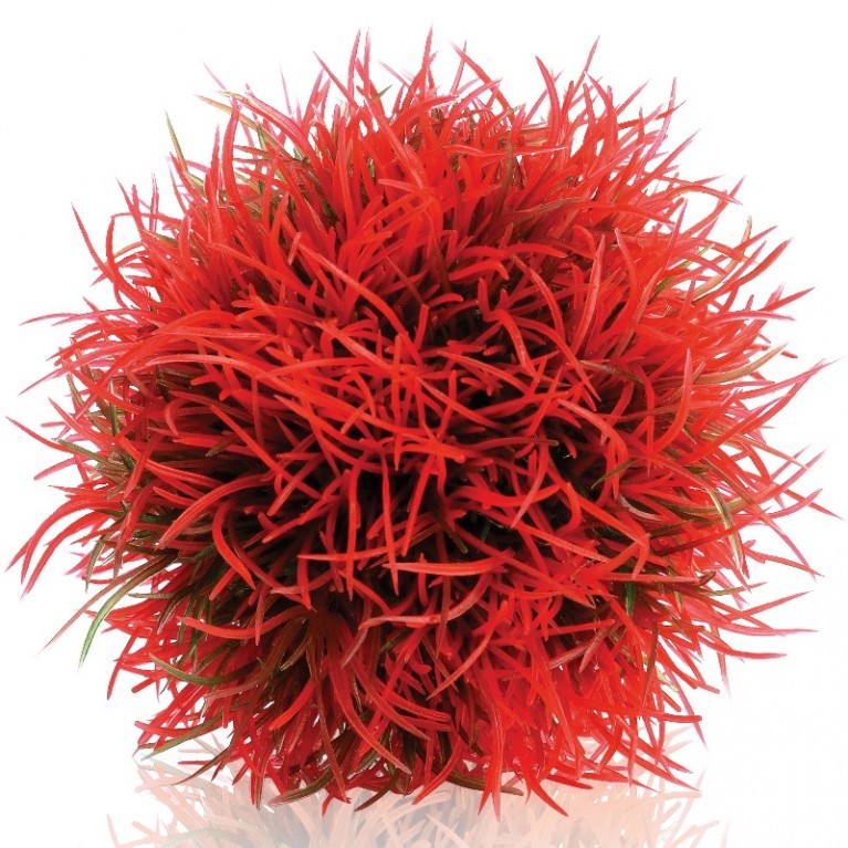 Красный водный шар, Aquatic colour ball red