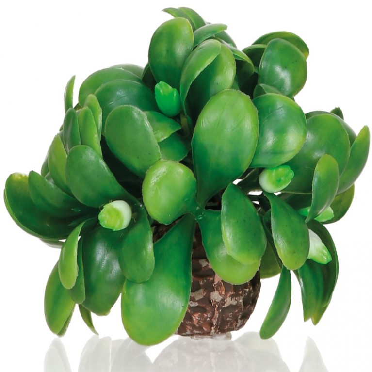 Омела шар, biOrb mistletoe ball