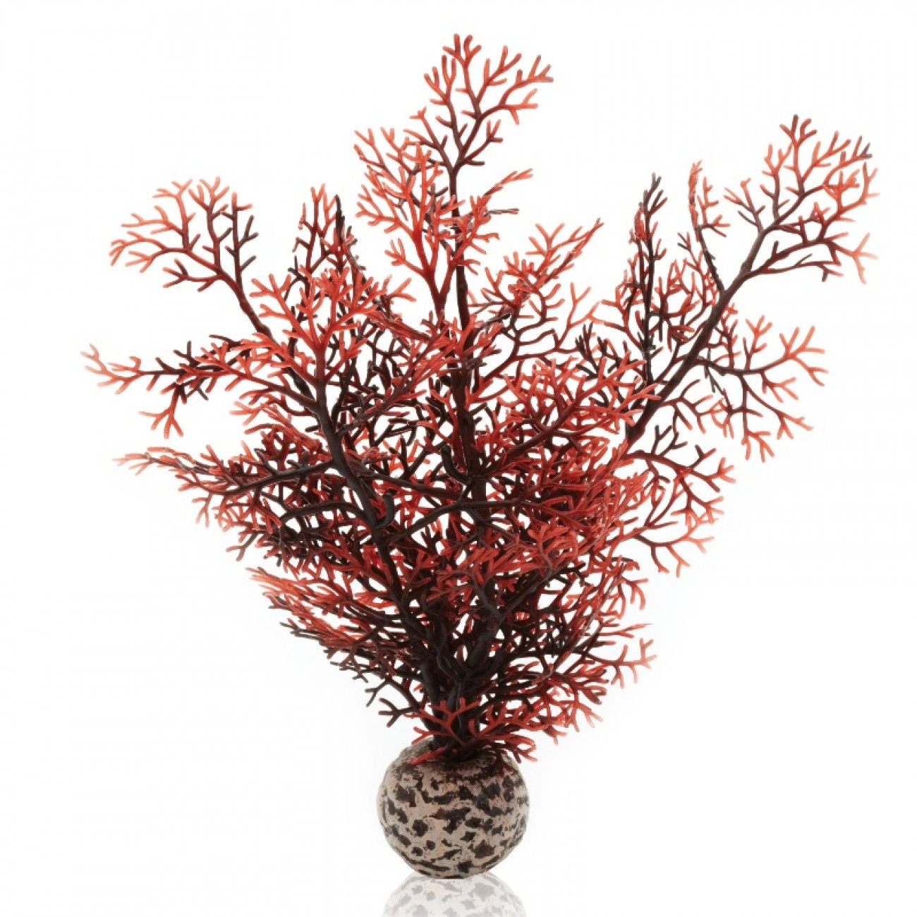 Малиновый морской веер, малый, Sea fan small crimson