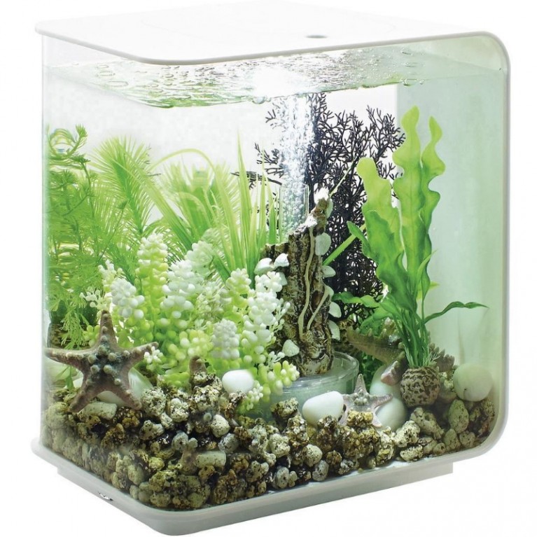Водная зеленая каулерпа, Aquatic Caulerpa green