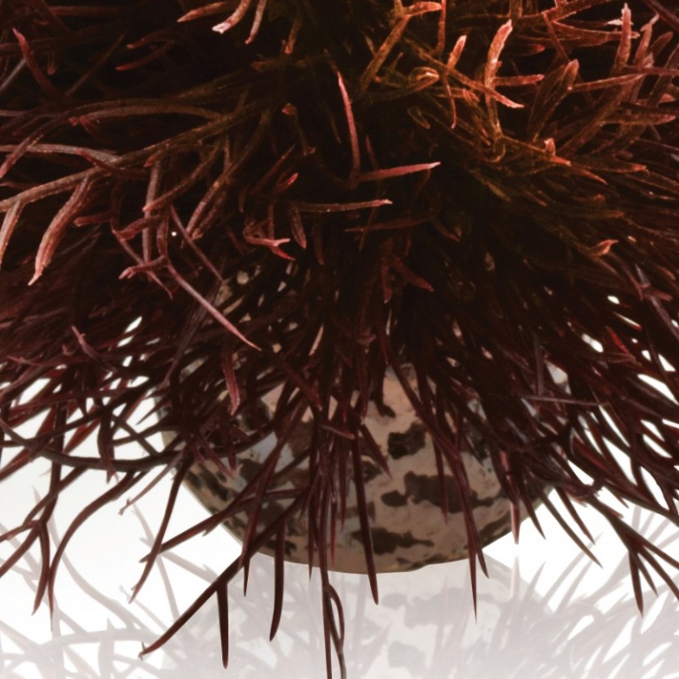 Малиновая морская лилия, Aquatic sea lily crimson