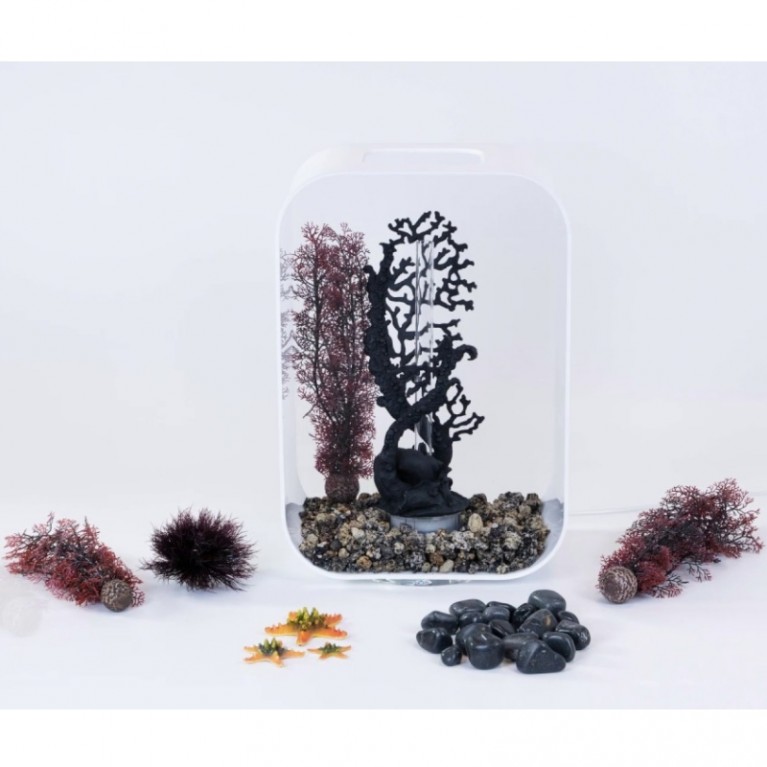 Малиновый морской веер, малый, Sea fan small crimson
