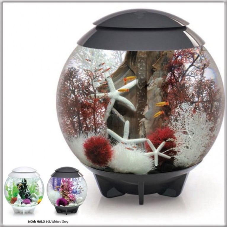 Малиновый морской веер, малый, Sea fan small crimson