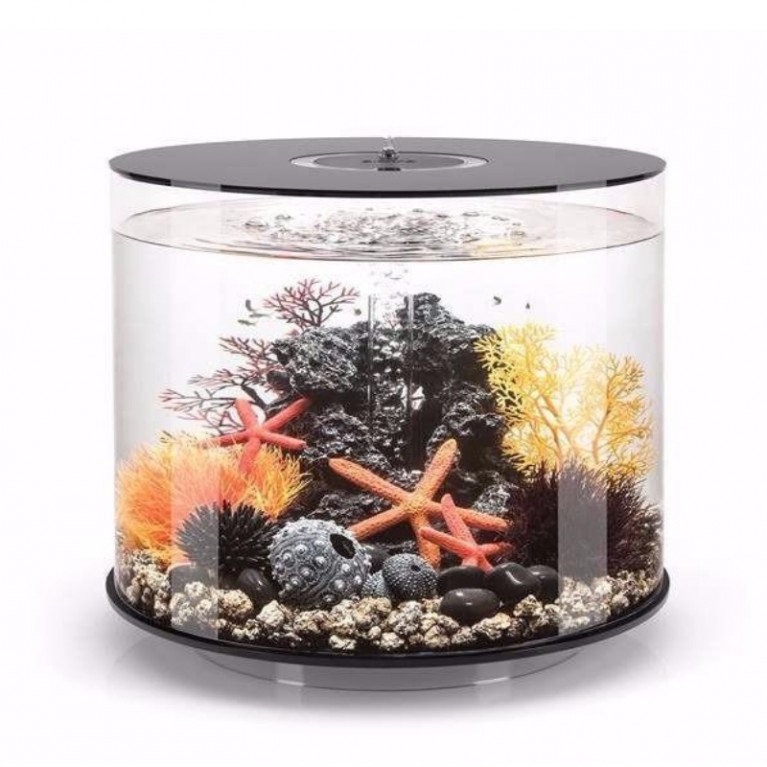 Оранжевый морской веер, малый, Sea fan small orange