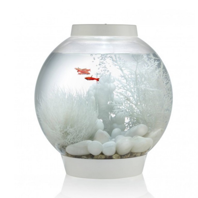 Белый морской веер, большой, Sea fan large white