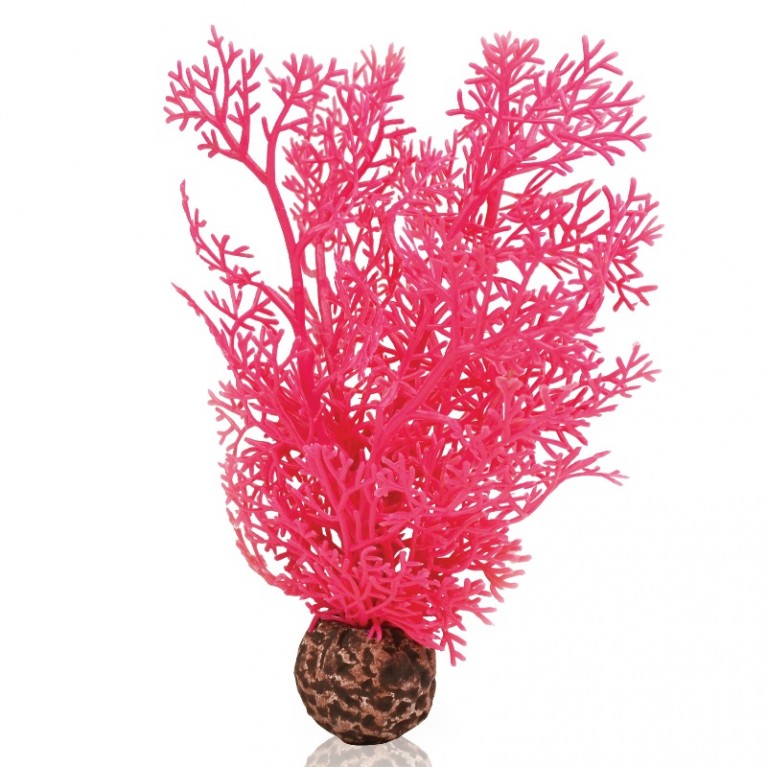 Розовый морской веер, малый, Sea fan small pink