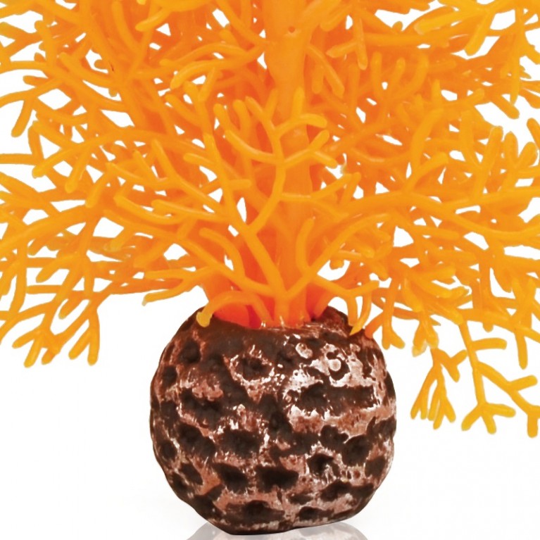 Оранжевый морской веер, малый, Sea fan small orange