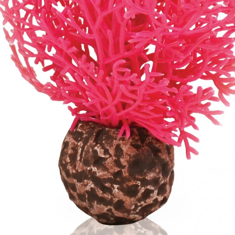 Розовый морской веер, малый, Sea fan small pink