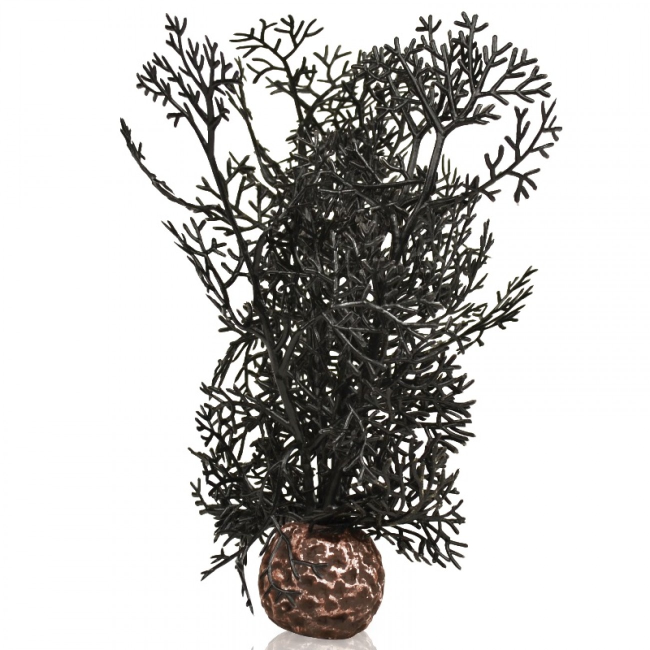 Черный морской веер, малый, Sea fan small black