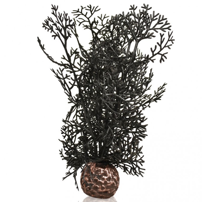 Черный морской веер, малый, Sea fan small black