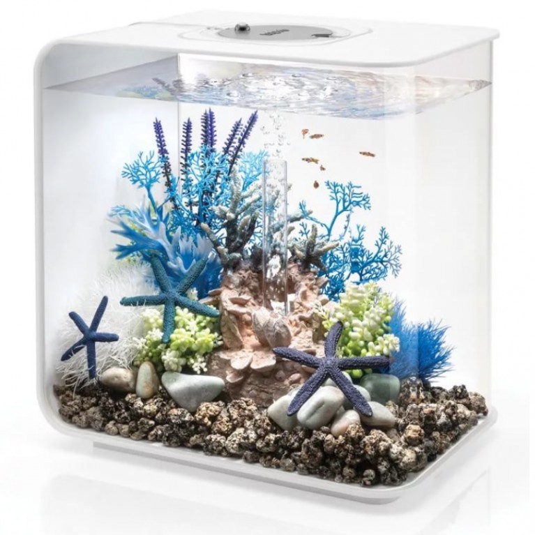 Синий морской веер, малый, Sea fan small blue