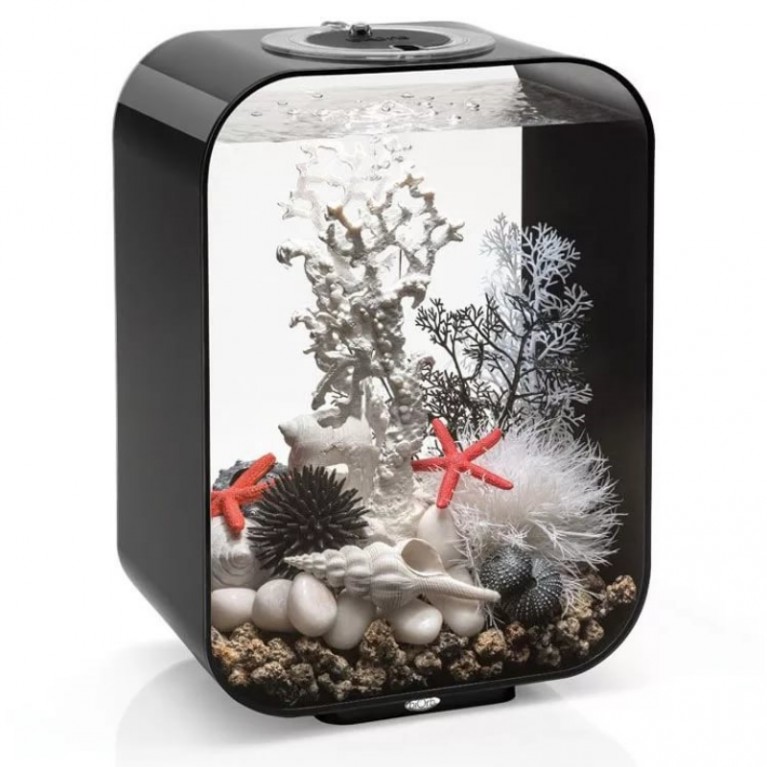 Черный морской веер, малый, Sea fan small black