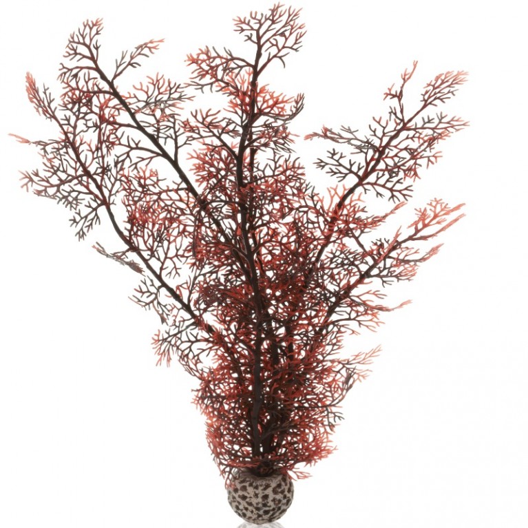 Малиновый морской веер, большой, Sea fan large crimson