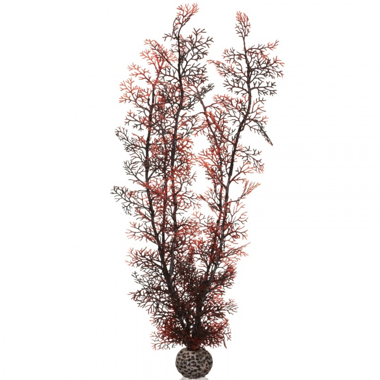 Малиновый морской веер, очень большой, Sea fan extra large crimson
