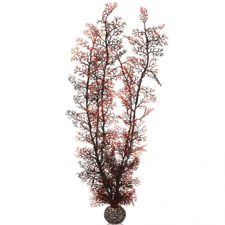 Малиновый морской веер, очень большой, Sea fan extra large crimson