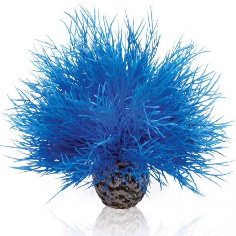 Синяя морская лилия, Aquatic sea lily blue