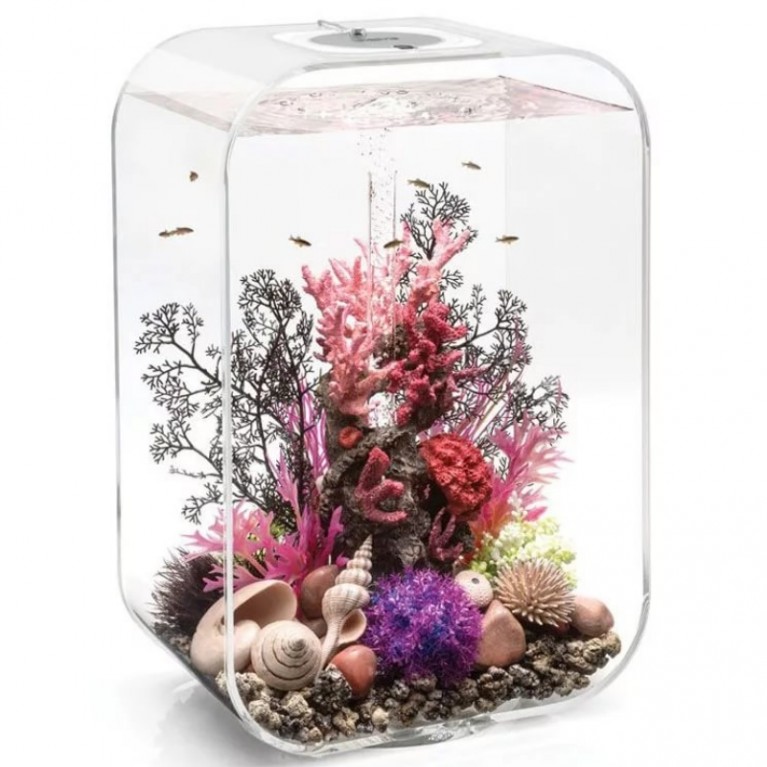 Черный морской веер, средний, Sea fan medium black