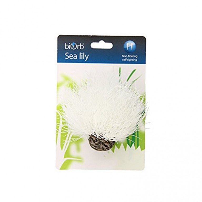 Белая морская лилия, Aquatic sea lily white