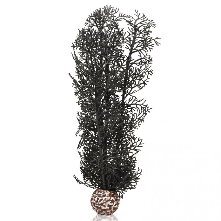 Черный морской веер, средний, Sea fan medium black