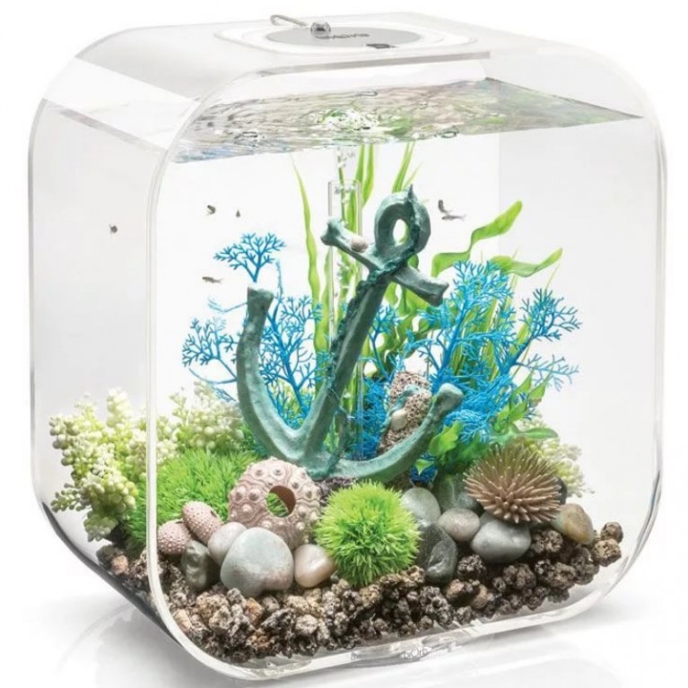 Синий морской веер, средний, Sea fan medium blue