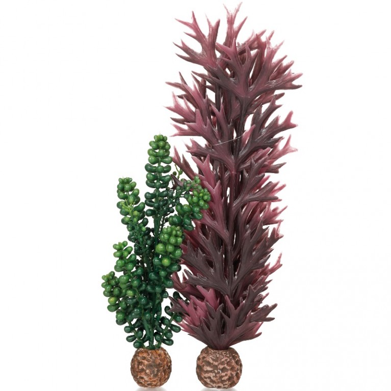 Набор декор. растений 'Морской бисер и оливковая ламинария','Seapearls & kelp olive green'