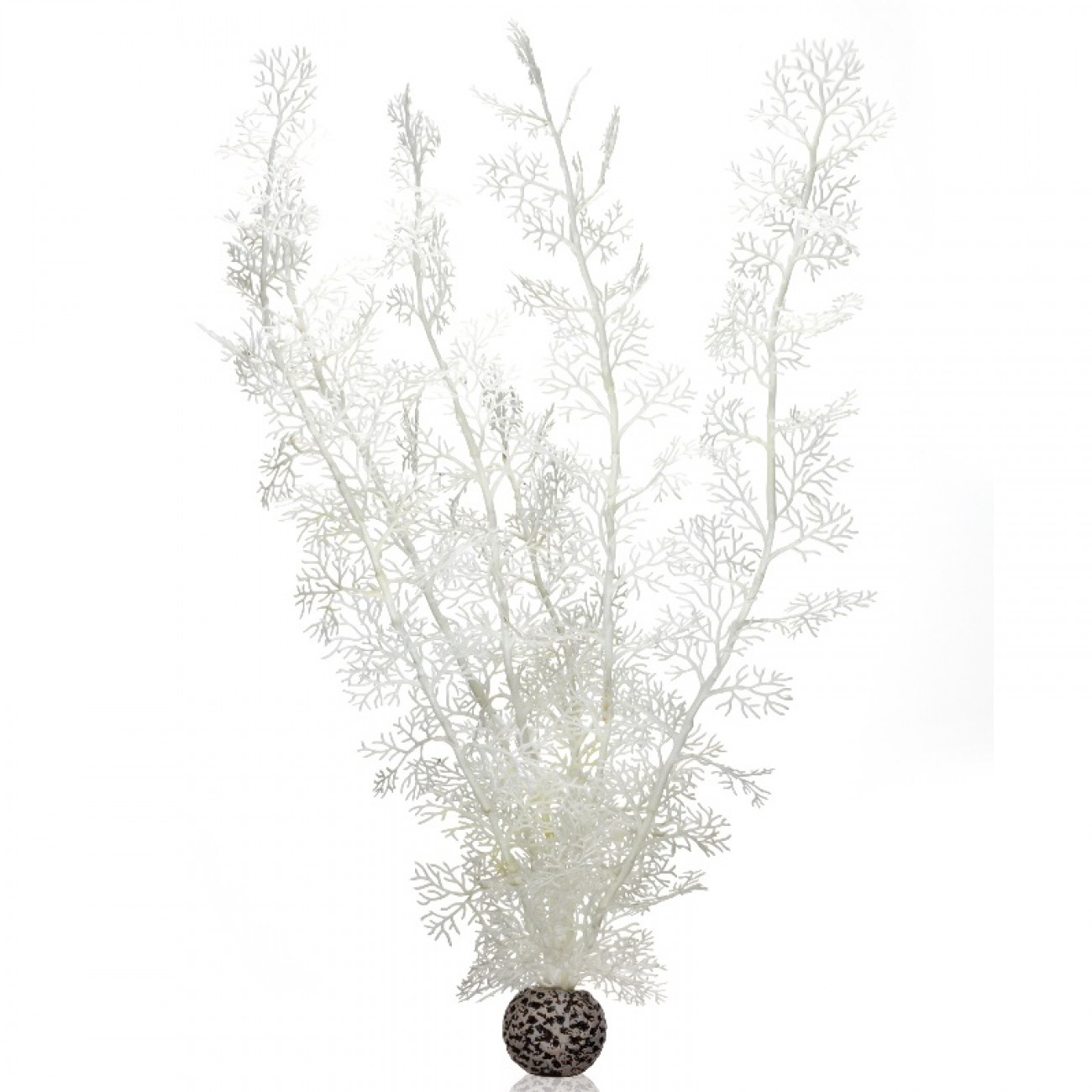 Белый морской веер, очень большой, Sea fan extra large white
