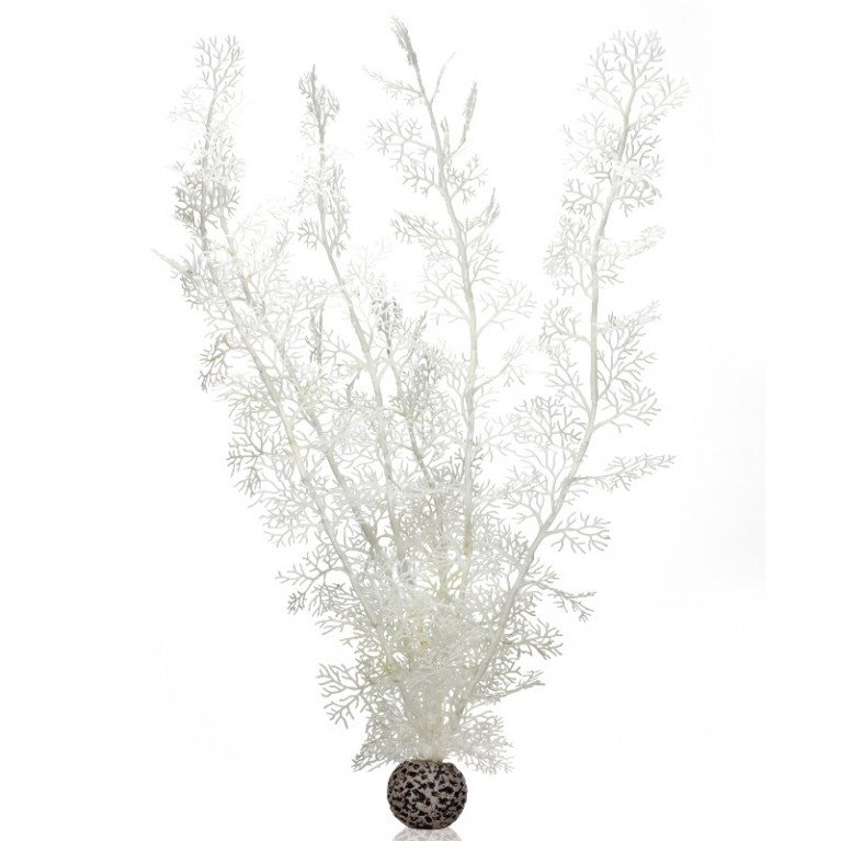 Белый морской веер, очень большой, Sea fan extra large white