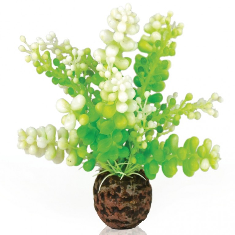 Водная зеленая каулерпа, Aquatic Caulerpa green