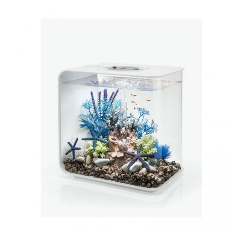 Синяя морская лилия, Aquatic sea lily blue