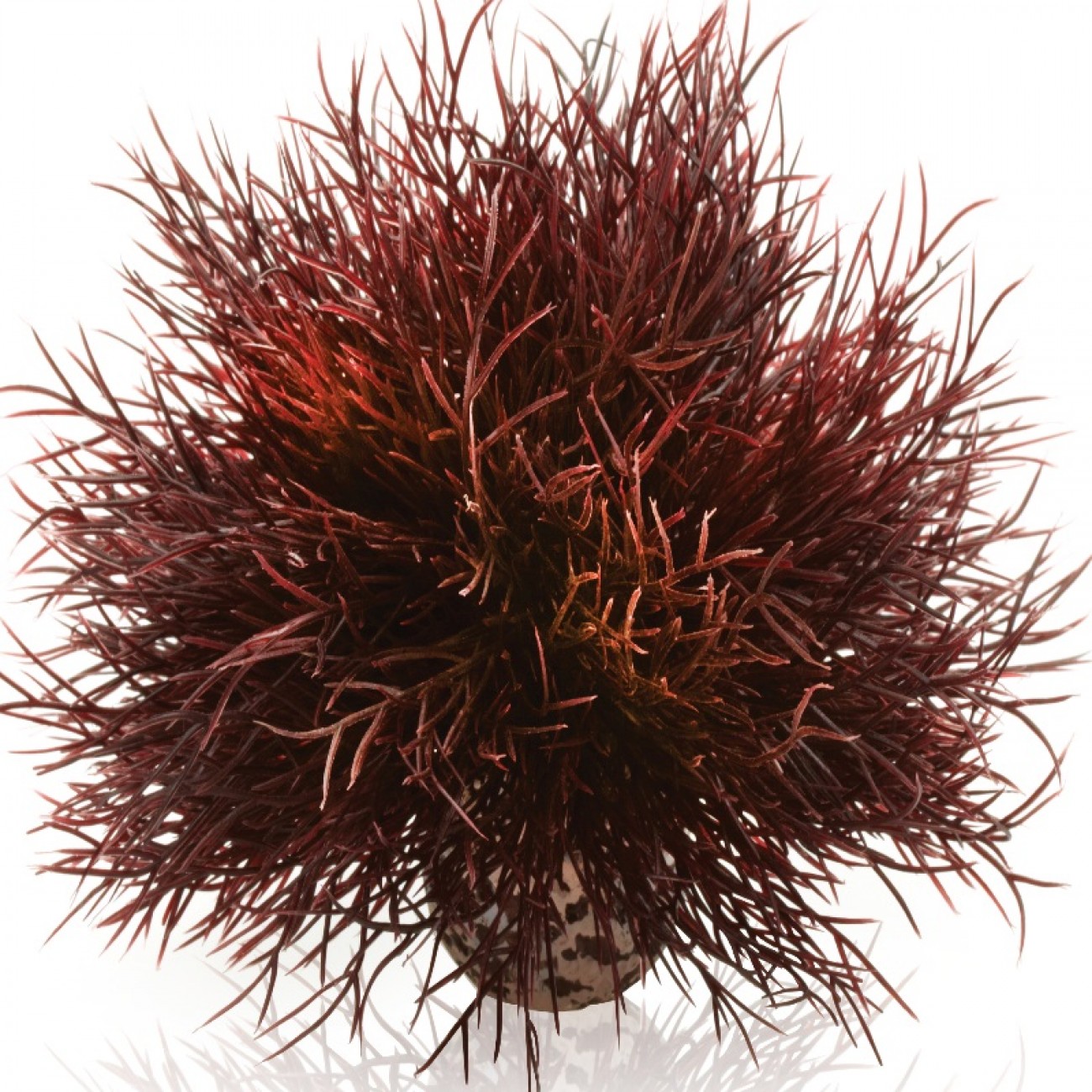 Малиновая морская лилия, Aquatic sea lily crimson