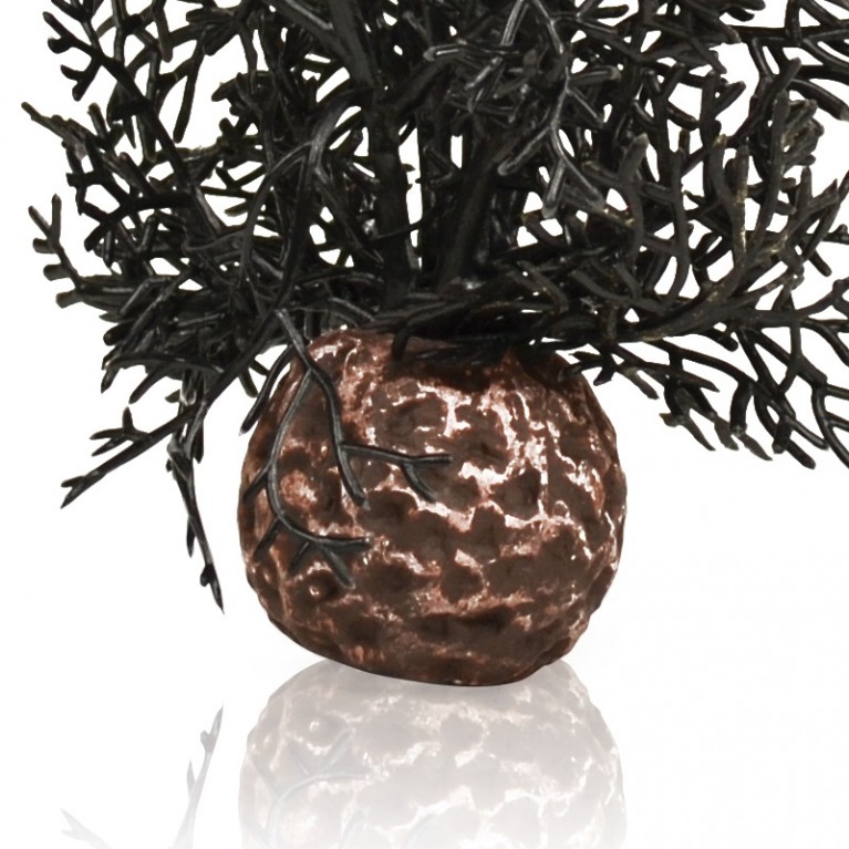 Черный морской веер, малый, Sea fan small black