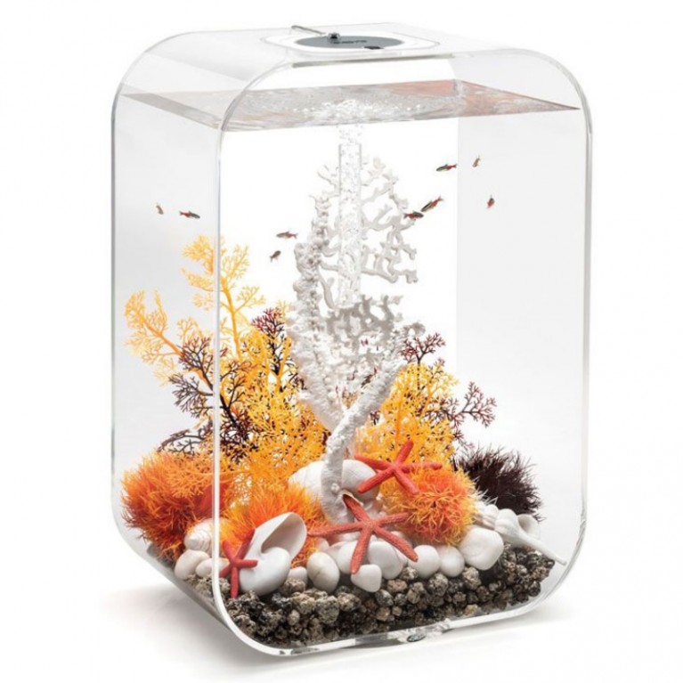 Оранжевый морской веер, средний, Sea fan medium orange