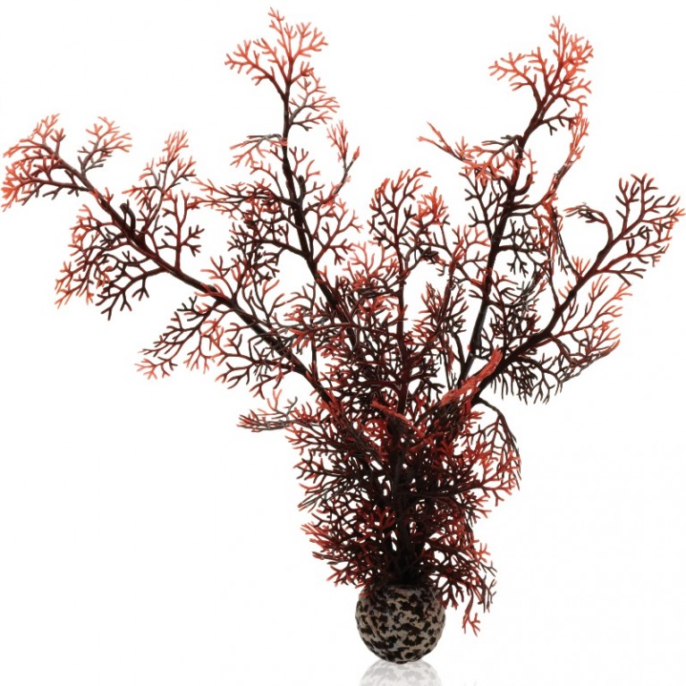 Малиновый морской веер, средний, Sea fan medium crimson