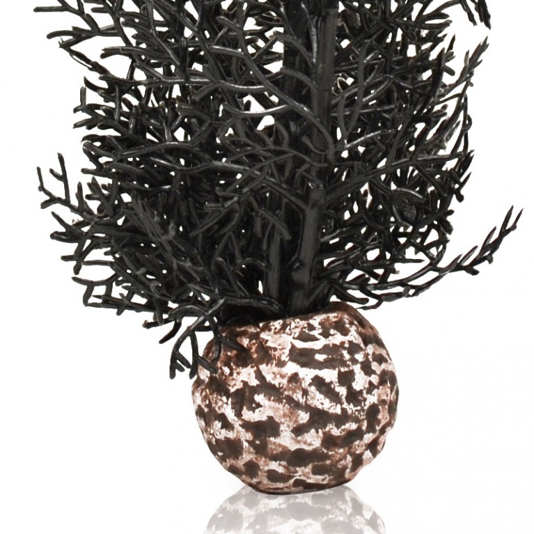 Черный морской веер, средний, Sea fan medium black