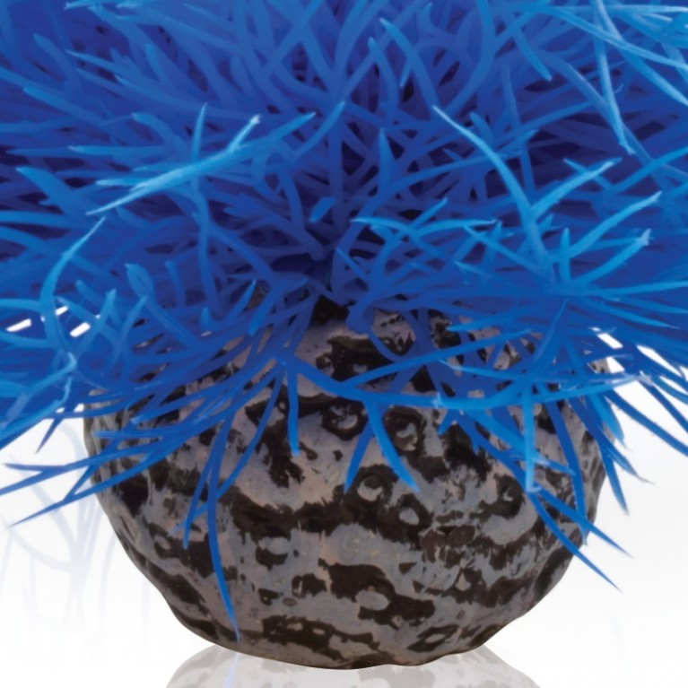Синяя морская лилия, Aquatic sea lily blue