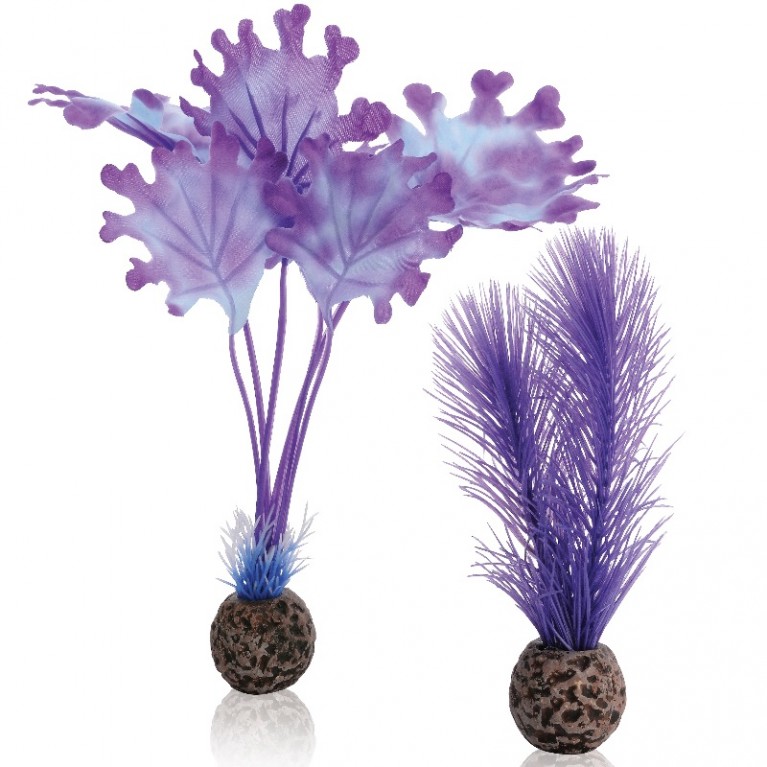 Набор 'Малая фиолетовая ламинария',Kelp set small purple