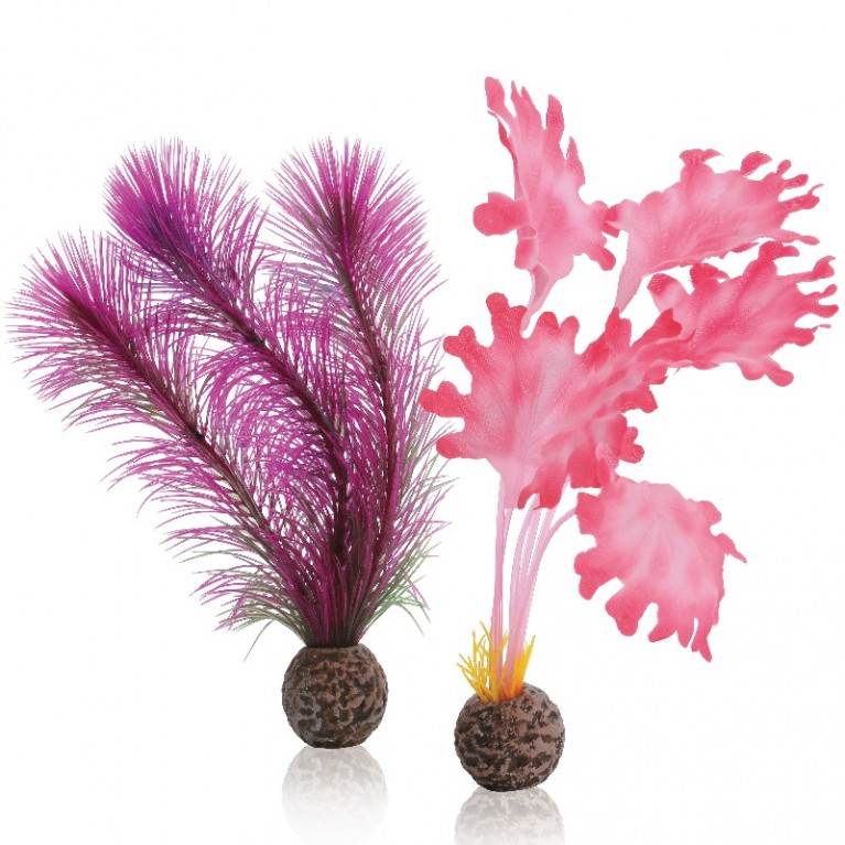 Набор 'Малая розовая ламинария',Kelp set small pink