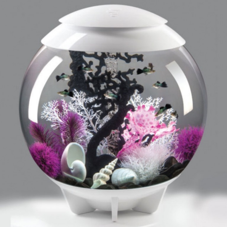 Коралл черный, Fan coral ornament black