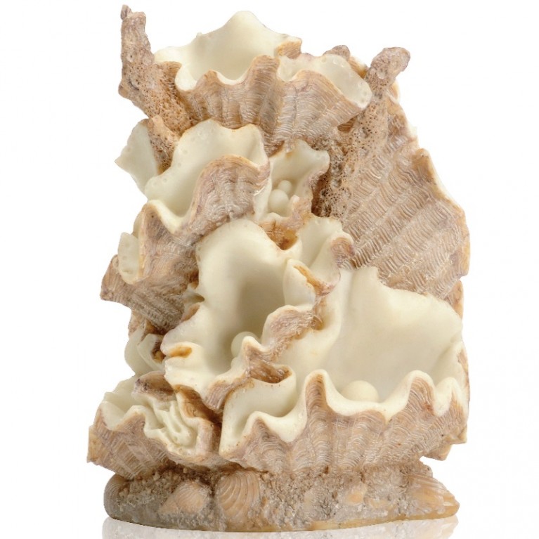 Орнамент из ракушек, малый Clamshell ornament small