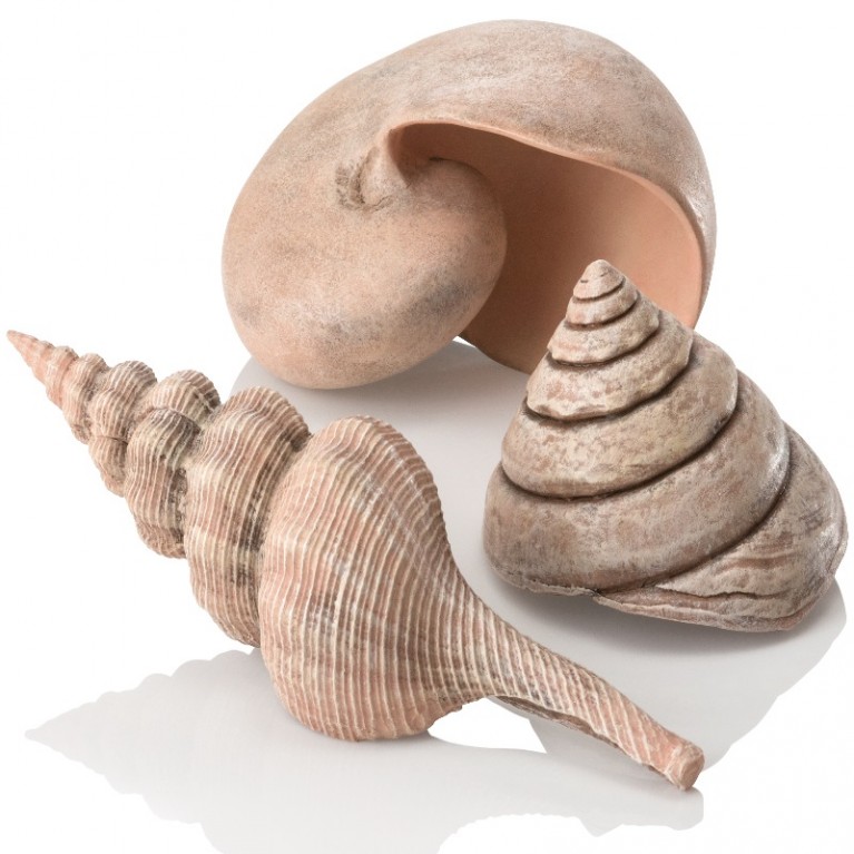 Набор морских ракушек, Sea shell set 3 natural