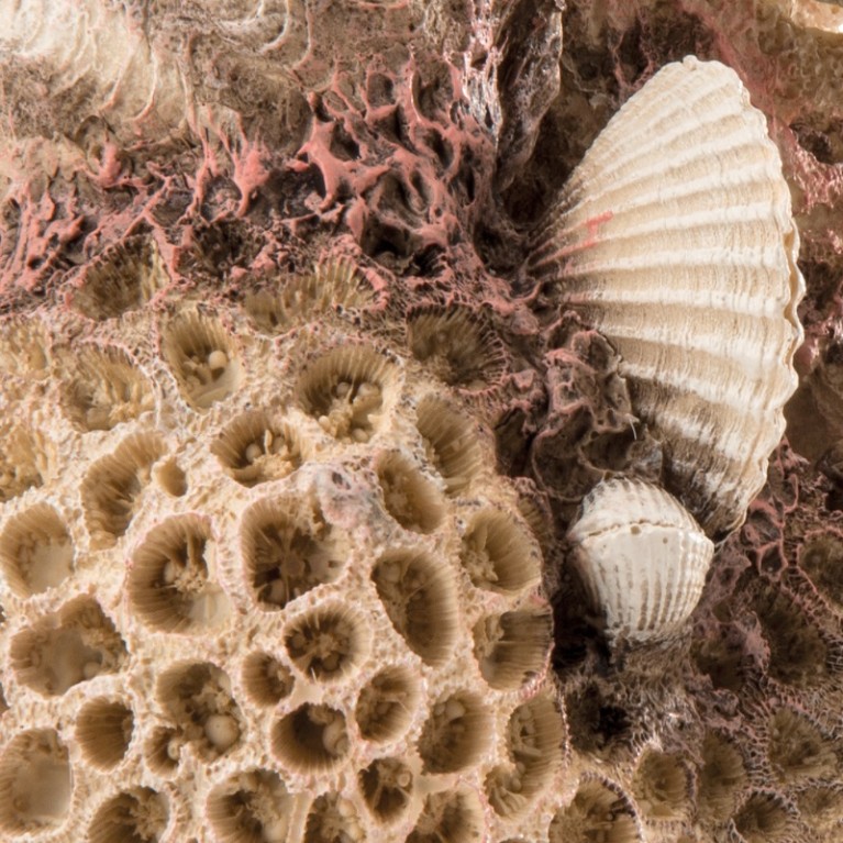 Декоративная фигура 'Коралловые ракушки', coral-shells ornament natural