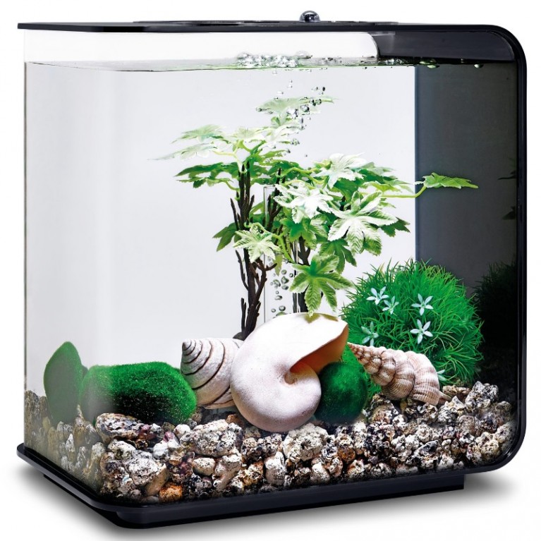 Набор морских ракушек, Sea shell set 3 natural
