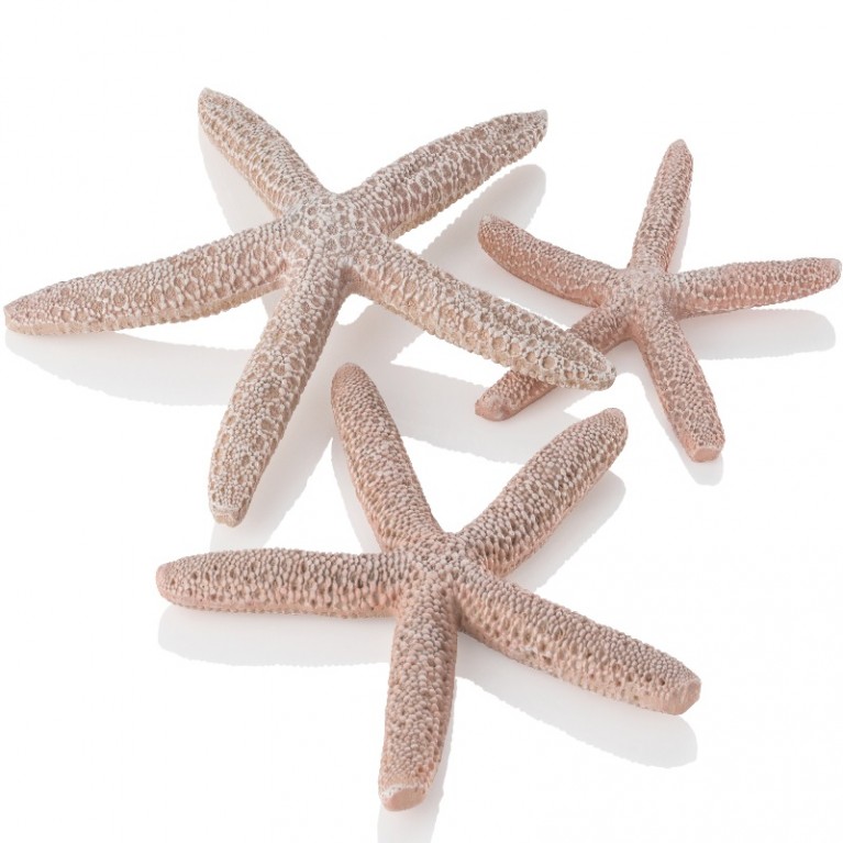 Набор морских звезд, Starfish set 3 natural