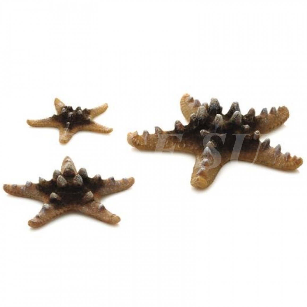 Набор морских звезд, Sea Star set 3 natural