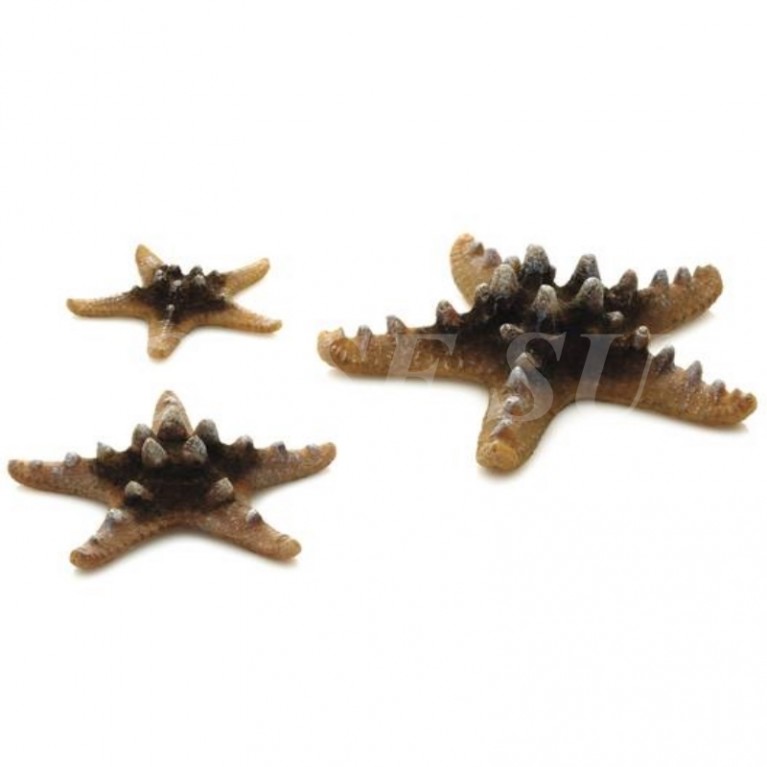 Набор морских звезд, Sea Star set 3 natural