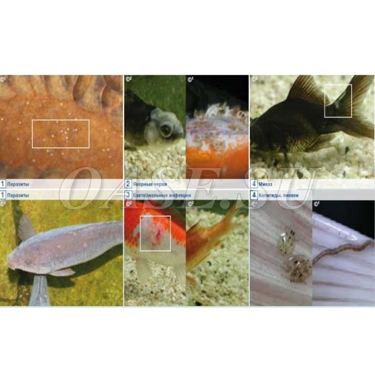 Внутренние и наружные бактериальные инфекции - AquaActiv AntiBakterien 500 ml