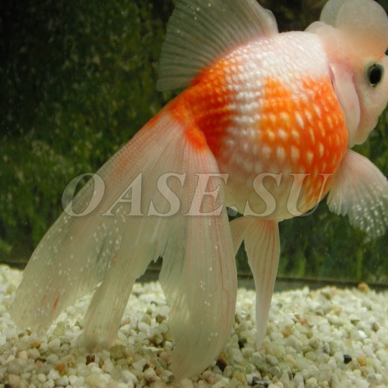 Одноклеточные паразиты - AquaActiv AntiParasite 5 l