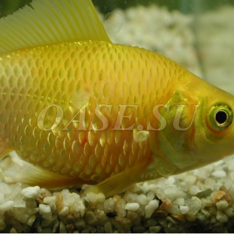 Внутренние и наружные бактериальные инфекции - AquaActiv AntiBakterien 500 ml