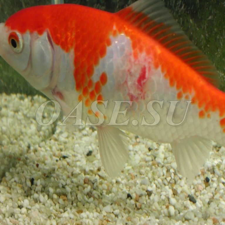 Внутренние и наружные бактериальные инфекции - AquaActiv AntiBakterien 500 ml