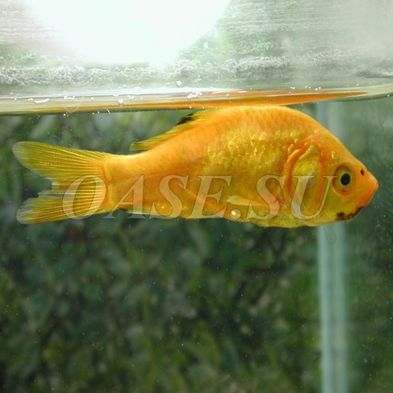 Внутренние и наружные бактериальные инфекции - AquaActiv AntiBakterien 500 ml